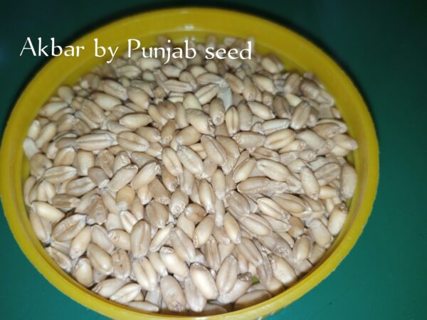 Akbar by Punjab Seeds