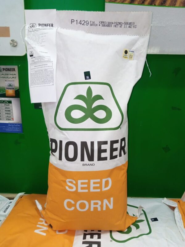 1429 Corn Seed of Pioneer