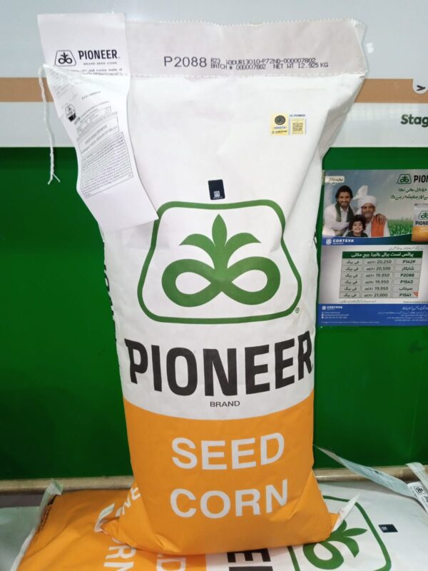 2088 Corn Seed of Pioneer