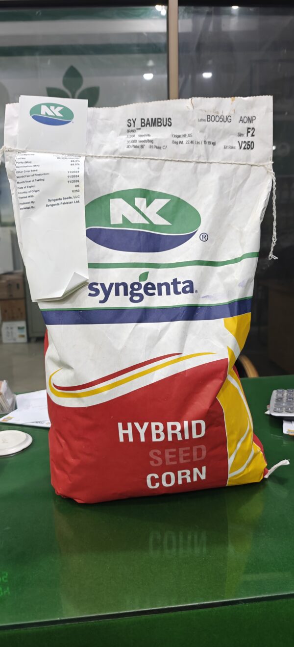 Bambus Corn Seed by Sygenta