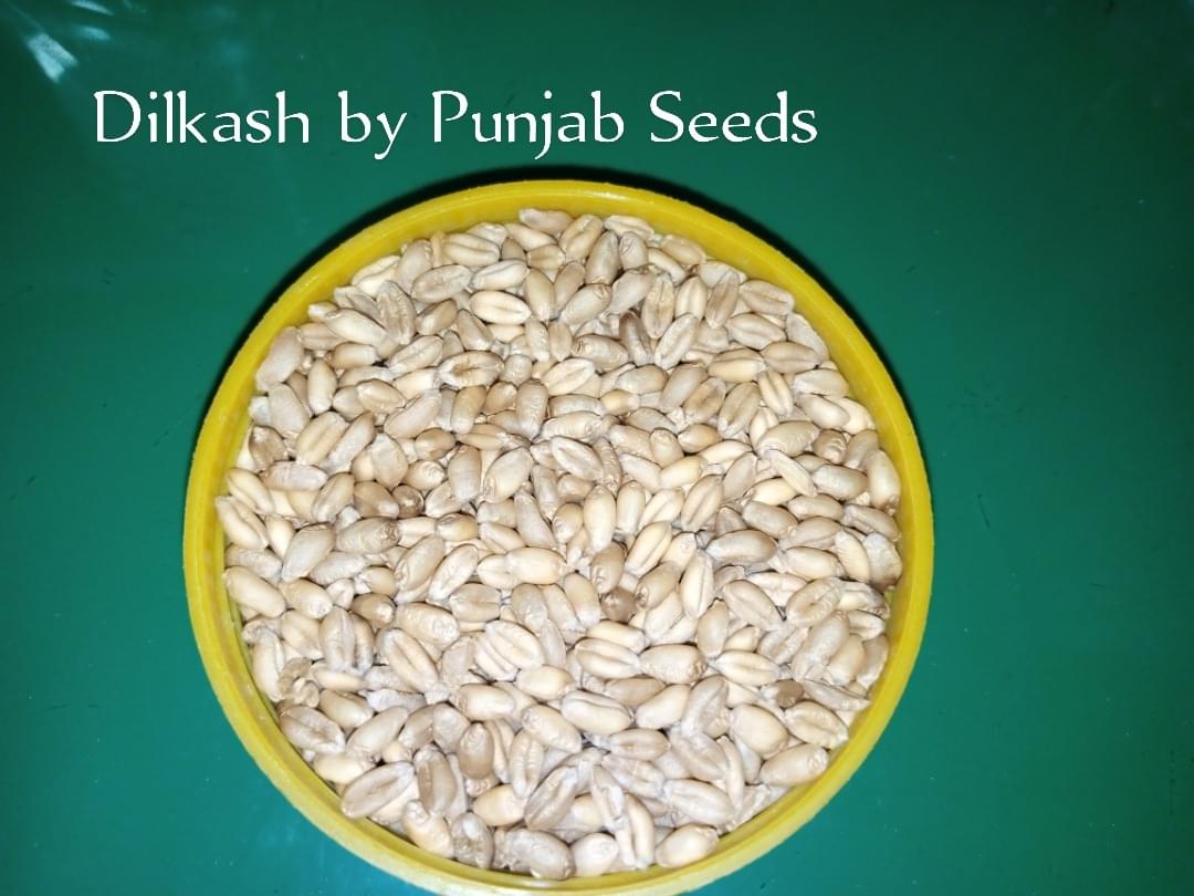 Dilkash by Punjab Seeds